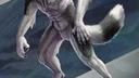 A black and white werewolf is snarling over his shoulder. He is a pretty and slender wolf, his pose is allerted and aggressive. 