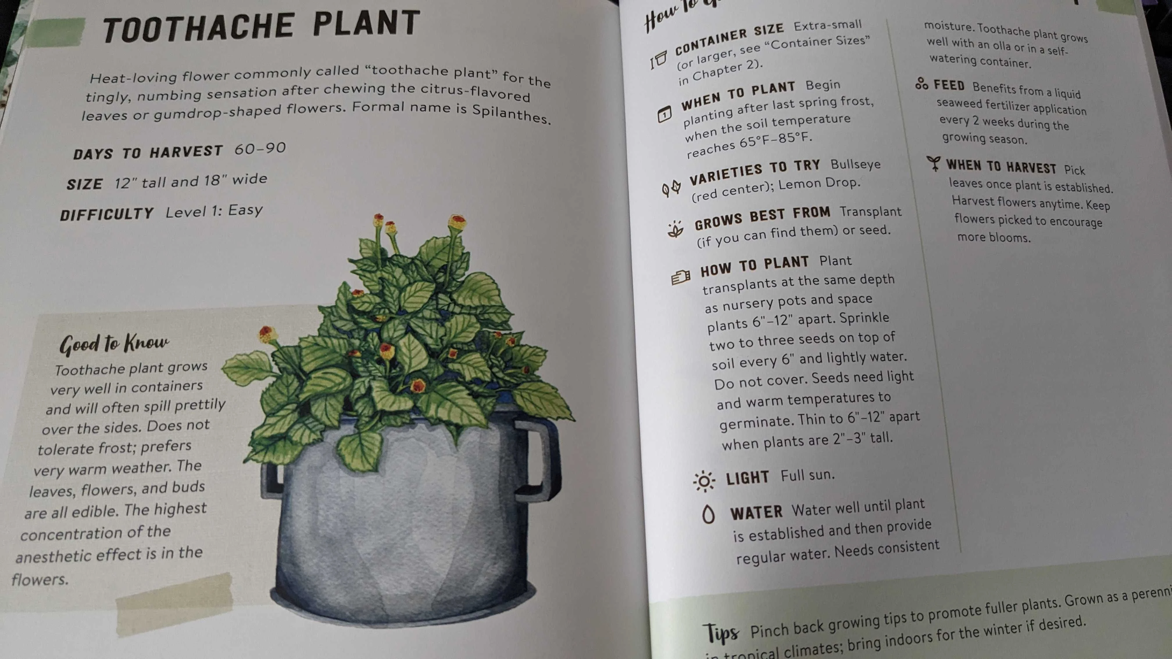 A toothache plant diagram