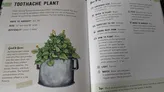 A toothache plant diagram 