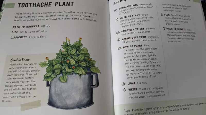 A toothache plant diagram 