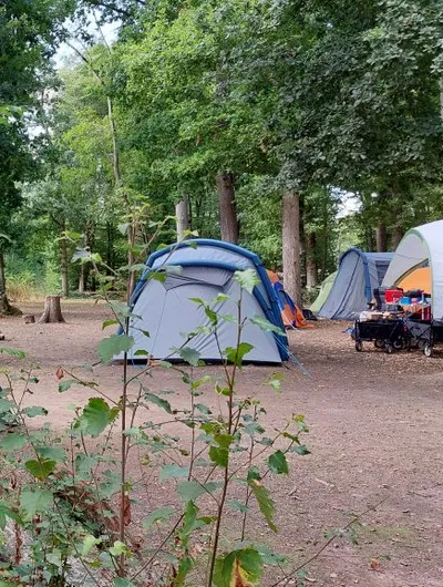 A serene outdoor camping scene featuring several tents nestled among tall trees at Bushy Wood Activity Centre. In the foreground, a blue tent and a green tent are visible, surrounded by low shrubs and greenery. In the background, a wooden structure with colorful bunting can be seen, adding to the inviting atmosphere of the campsite.