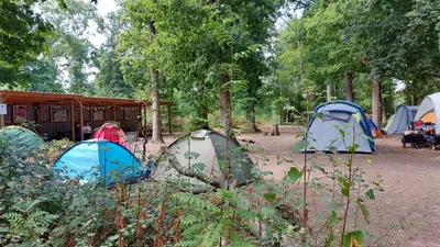 A serene outdoor camping scene featuring several tents nestled among tall trees at Bushy Wood Activity Centre. In the foreground, a blue tent and a green tent are visible, surrounded by low shrubs and greenery. In the background, a wooden structure with colorful bunting can be seen, adding to the inviting atmosphere of the campsite.