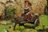 A miniature figure of a gnome with a long beard and a red pointed hat sits atop a wooden cart pulled by a dark brown donkey. The cart is laden with various items, including sacks and a small barrel, and is set against a backdrop of rocky terrain and green foliage. The scene captures a whimsical, fantasy-inspired atmosphere, perfect for a tabletop RPG setting.
