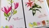 A close-up view of two botanical illustrations featuring vibrant flowers. On the left, a pink Magnolia Soulangiana with large petals and green leaves is depicted, while on the right, a delicate lily with pink accents and green foliage is shown. The background is a soft white, enhancing the colors of the flowers, and there are hints of pastel-colored shapes at the bottom of the image.