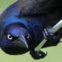 Anhaga's avatar