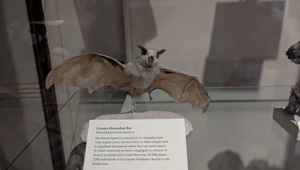 Greater Horseshoe Bat on display with signage.