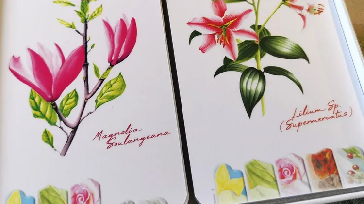 A close-up view of two botanical illustrations featuring vibrant flowers. On the left, a pink Magnolia Soulangiana with large petals and green leaves is depicted, while on the right, a delicate lily with pink accents and green foliage is shown. The background is a soft white, enhancing the colors of the flowers, and there are hints of pastel-colored shapes at the bottom of the image.